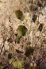 Image result for Kleinia chimanimaniensis