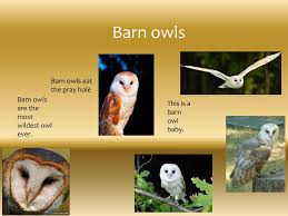 The barn owl (tyto alba) is the most widely distributed species of owl in the world and one of the most widespread of all species of birds, being found almost everywhere in the world except for the polar and desert regions, asia north of the himalayas, most of indonesia, and some pacific islands.it is also known as the common barn owl, to distinguish it from the other species in its family. Ppt Barn Owls Powerpoint Presentation Free Download Id 2670361
