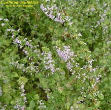 Image result for Cantinoa