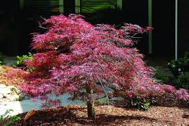 Japanischer Ahorn Eine Marchenhafte Erganzung Jeder Gartenlandschaft Garten Pflanzen Straucher Garten Und Garten Landschaftsbau