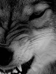 Indivisibili Absinthius Temper Wolf Pictures Wolf Photos Wolf Love