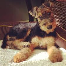 Airedale puppies for sale in michigan. 8 Best Airedale Terrier Breeders In The United States 2021 We Love Doodles