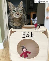 From Heidi Kat Could This Be The Best Box Pawty Ever Ive Got Company With My Vonselfies Mini Me And Mini Mama But Dont Worry There I Cats Cat Day Pawty