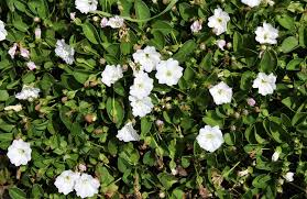 Image result for Falkia oblonga