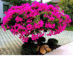 Jual bibit tanaman alpukat thanh bich cepat panen dengan ukuran buah jumbo, daging buah tebal, tekstur lembut, rasa nikmat dan tingkat produktifitas tinggi. Halaman Download Jual Bibit Bunga Bougenville Di Bojonegoro Www Stewartflower