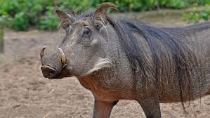 Image result for warthogs