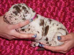 Find local great dane puppies for sale and dogs for adoption near you. Akc Chocolate Harlequin Chocolate Merlequin Chocolate Great Dane Pups For Sale In North Wilkesboro North Carolina Classified Americanlisted Com