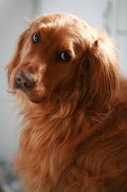 Golden Retriever Dogs Golden Retriever Retriever Puppy Golden Retriever