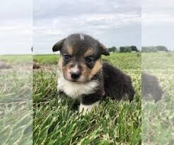 Corgi puppies for sale in richmond indiana. Pembroke Welsh Corgi Puppies For Sale In Illinois Usa Page 1 10 Per Page Puppyfinder Com