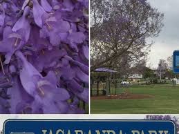 Kath kermode from daley's fruit tree nursery talk about cincturing or girdling as it is also called, why cincture your trees and simple techniques to help you succeed. Daleys Fruit Tree Nursery Daleysfruit Profile Pinterest