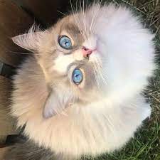 Pin On Cat Compilations