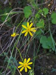 Image result for Cineraria pinnata