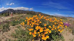 Maybe you would like to learn more about one of these? Super Bloom Superclose In Anza Borrego Desert Our Favorite Flower Photos Times Of San Diego