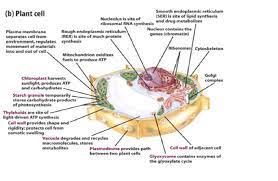 Maybe you would like to learn more about one of these? Animals Cells Vs Plant Cells Biochem Rocks