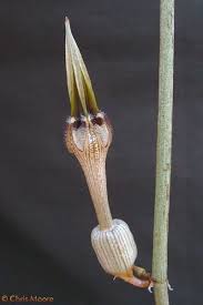 Image result for Ceropegia burchelliana
