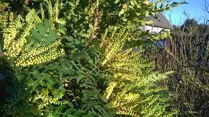 Provided with a structure, winter jasmine can climb up to 15 feet; Life Between The Flowers Evergreen Winter Yellow Flowering Spiky Leaved Shrub Mahonia