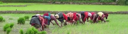 Department of Agriculture
