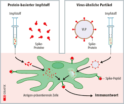Der amerikanische pharmahersteller novavax meldet eine hohe wirksamkeit seines impfstoffs. Sars Cov 2 Impfstoffe Teil 4 Protein Basierte Impfstoffe Und Vlp Pz Pharmazeutische Zeitung