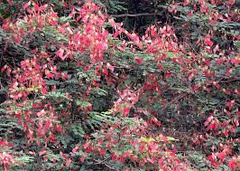 Image result for Pterolobium