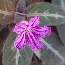 Image result for Ruellia makoyana