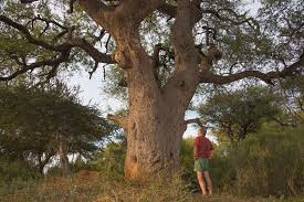 Image result for Combretum imberbe