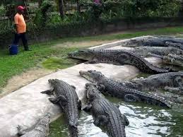 Bagi kami, tempat percutian yang seronok adalah apabila makanannya juga seronok. 15 Tempat Dan Aktiviti Menarik Yang Perlu Anda Cuba Kalau Ke Pulau Langkawi Libur