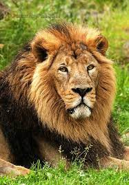 Lion Species Asiatic Lion Endangered Species Endangered Threatened Vulnerable Asiatic Lion Lion Species Endangered Animals