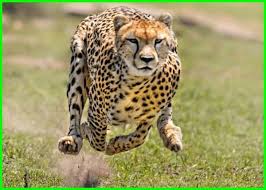 Cerpen merupakan suatu cerita pendek yang biasanya hanya terdiri satu konflik saja 250 Daftar Nama Hewan Dalam Bahasa Inggris Lengkap Daftarhewan Com