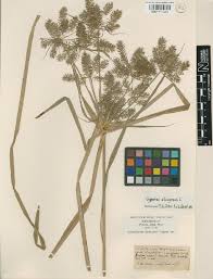 Image result for Cyperus tenuiculmis