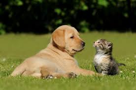 The animal medical center of southern california (amc) is a full service veterinary hospital open seven days a week, providing the best possible medical and surgical services to our patients. Southern California Veterinary Hospital Here S Your Daily Dosage Of Pet Cuteness Have A Wonderful Day Today Facebook