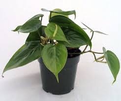 Heart Leaf Philodendron Easiest House Plant To Grow 4 Pot Free Shipping Heart Leaf Philodendron Easy House Plants House Plants