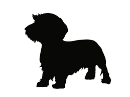 Image result for jezevčík drsnosrstý