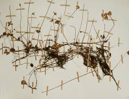 Image result for Marsilea ephippiocarpa