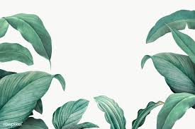 Download Premium Png Of Hand Drawn Tropical Leaves Transparent Background Desktop Wallpaper Art Aesthetic Desktop Wallpaper Tropical Leaves