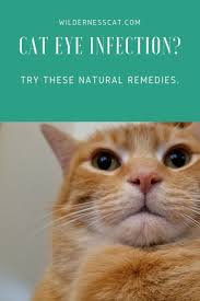 Home Remedies For Cat Eye Infection Wildernesscat Cat Eye Infection Cats Cat Remedies
