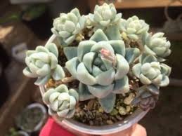 群生してきた エケベリア ケッセルリンギアナと雪影を植え替えました 多肉格闘記