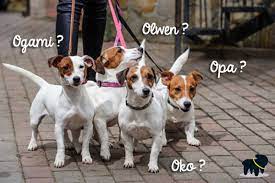 Quel nom de chien choisir en 2020 l'année du r. Prenom Chien 2018 Nom Chien Male Nom Chien Femelle Auberdog