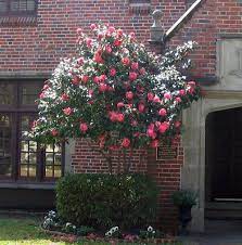 I Have One Of These In My Garden And It S Refusing To Flower I Think It S Suffering From Stress Camellia Tree Trees To Plant Front Landscaping