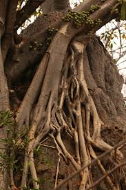 Image result for Ficus sansibarica
