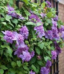 Клематис вивьен пеннелл (vyvyan pennell). Vyvyan Pennell Clematis 1 Gallon Trellis Vines Perennial Clematis All Gardener Direct