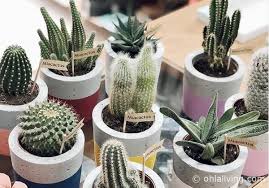 With the moon cactus, the length of time it lives is shorter than most cacti. Online Shops To Buy Cactus And Succulents Uk Spain And Europe