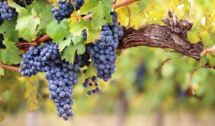 Grape Seed Extract