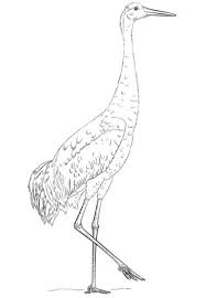 Please support our wonderful sponsors: Sandhill Crane Coloring Page Free Printable Coloring Pages Drawing Tutorial Drawings Crane Drawing