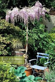 Wisteria Umbrella Imported From Italy Growing In A Terracotta Pot And Used To Cast Dappled Shade In A Sun Trap Cred Garden Inspiration Garden Design Wisteria