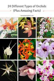24 Different Types Of Orchids Plus Amazing Facts Types Of Orchids Orchids Different Types Of Lilies