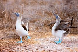 Bird With Blue Feet Galapagos Pin On Birds Of A Feather