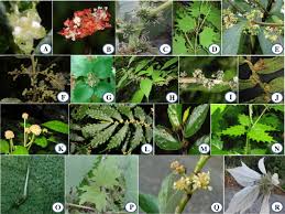 Image result for Droguetia ambigua