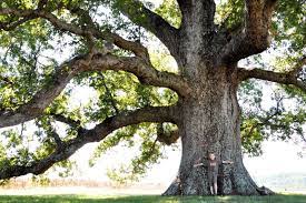 Large White Oak Tree White Oak Tree Tree White Oak