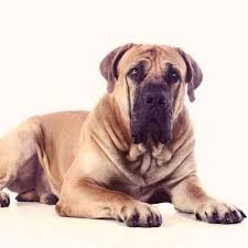 Bullmastiff another bull dog breed, the bullmastiff is a large breed who often has a mind of his own. What Are The Largest Dog Breeds Petcarerx