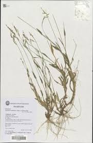 Image result for Urochloa xantholeuca
